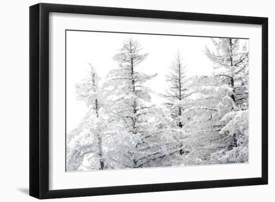 Snow-Laden Trees-Howard Ruby-Framed Premium Photographic Print