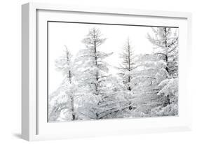 Snow-Laden Trees-Howard Ruby-Framed Premium Photographic Print