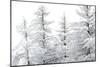 Snow-Laden Trees-Howard Ruby-Mounted Premium Photographic Print