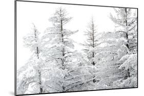 Snow-Laden Trees-Howard Ruby-Mounted Premium Photographic Print