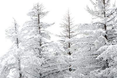 https://imgc.allpostersimages.com/img/posters/snow-laden-trees_u-L-PIISNC0.jpg?artPerspective=n