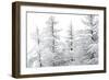 Snow-Laden Trees-Howard Ruby-Framed Photographic Print