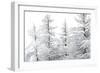 Snow-Laden Trees-Howard Ruby-Framed Photographic Print