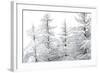 Snow-Laden Trees-Howard Ruby-Framed Photographic Print