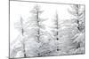 Snow-Laden Trees-Howard Ruby-Mounted Photographic Print