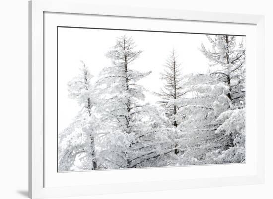 Snow-Laden Trees-Howard Ruby-Framed Photographic Print