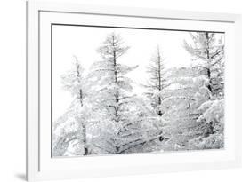 Snow-Laden Trees-Howard Ruby-Framed Photographic Print