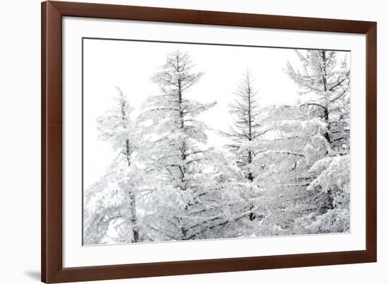 Snow-Laden Trees-Howard Ruby-Framed Photographic Print