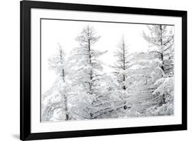 Snow-Laden Trees-Howard Ruby-Framed Photographic Print