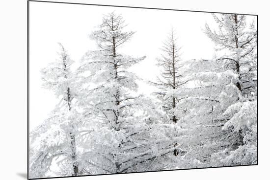 Snow-Laden Trees-Howard Ruby-Mounted Photographic Print