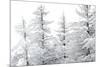 Snow-Laden Trees-Howard Ruby-Mounted Photographic Print