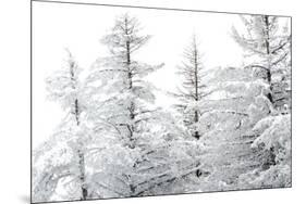 Snow-Laden Trees-Howard Ruby-Mounted Photographic Print