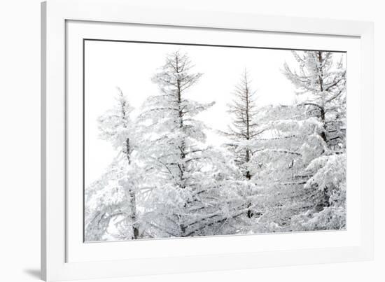 Snow-Laden Trees-Howard Ruby-Framed Photographic Print