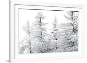 Snow-Laden Trees-Howard Ruby-Framed Photographic Print