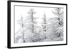 Snow-Laden Trees-Howard Ruby-Framed Photographic Print