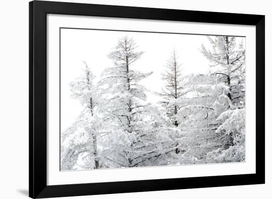 Snow-Laden Trees-Howard Ruby-Framed Photographic Print