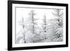 Snow-Laden Trees-Howard Ruby-Framed Photographic Print