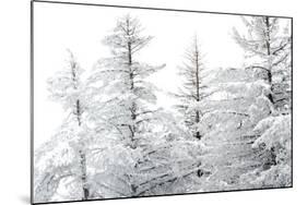 Snow-Laden Trees-Howard Ruby-Mounted Photographic Print