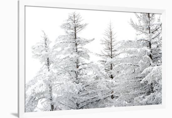 Snow-Laden Trees-Howard Ruby-Framed Photographic Print