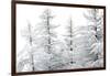 Snow-Laden Trees-Howard Ruby-Framed Photographic Print