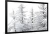 Snow-Laden Trees-Howard Ruby-Framed Photographic Print