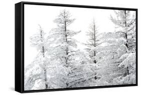 Snow-Laden Trees-Howard Ruby-Framed Stretched Canvas