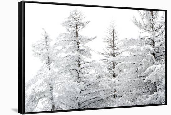 Snow-Laden Trees-Howard Ruby-Framed Stretched Canvas