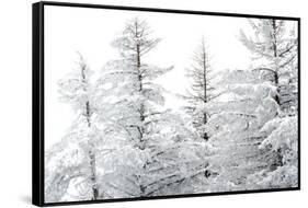 Snow-Laden Trees-Howard Ruby-Framed Stretched Canvas