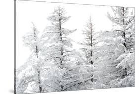 Snow-Laden Trees-Howard Ruby-Stretched Canvas