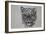 Snow Leopard, 2016-Lou Gibbs-Framed Giclee Print