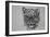 Snow Leopard, 2016-Lou Gibbs-Framed Giclee Print