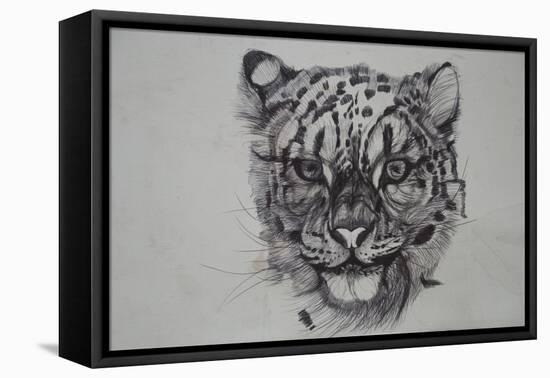 Snow Leopard, 2016-Lou Gibbs-Framed Stretched Canvas