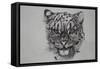 Snow Leopard, 2016-Lou Gibbs-Framed Stretched Canvas