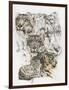 Snow Leopard and Ghost Image-Barbara Keith-Framed Premium Giclee Print