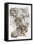 Snow Leopard and Ghost Image-Barbara Keith-Framed Stretched Canvas