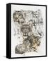 Snow Leopard and Ghost Image-Barbara Keith-Framed Stretched Canvas