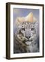 Snow Leopard at the Mountain-Jai Johnson-Framed Giclee Print