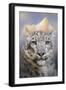 Snow Leopard at the Mountain-Jai Johnson-Framed Giclee Print