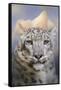 Snow Leopard at the Mountain-Jai Johnson-Framed Stretched Canvas