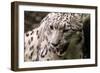 Snow Leopard BRZ 17 1-Robert Michaud-Framed Giclee Print