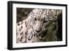 Snow Leopard BRZ 17 1-Robert Michaud-Framed Giclee Print