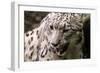 Snow Leopard BRZ 17 1-Robert Michaud-Framed Giclee Print