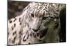 Snow Leopard BRZ 17 1-Robert Michaud-Mounted Giclee Print