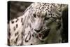 Snow Leopard BRZ 17 1-Robert Michaud-Stretched Canvas