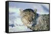 Snow Leopard Covered in Snow-DLILLC-Framed Stretched Canvas