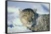 Snow Leopard Covered in Snow-DLILLC-Framed Stretched Canvas