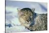 Snow Leopard Covered in Snow-DLILLC-Stretched Canvas