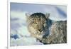 Snow Leopard Covered in Snow-DLILLC-Framed Photographic Print