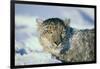 Snow Leopard Covered in Snow-DLILLC-Framed Photographic Print