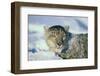 Snow Leopard Covered in Snow-DLILLC-Framed Photographic Print